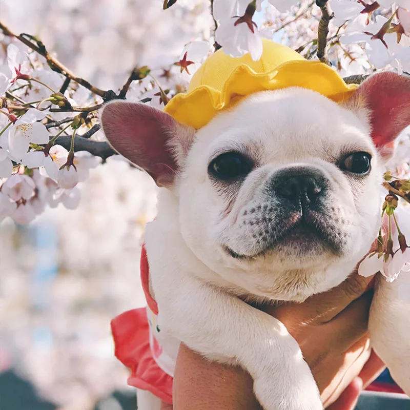 Желтая Кепка для собаки ручной работы забавные аксессуары питомцев шапка собак