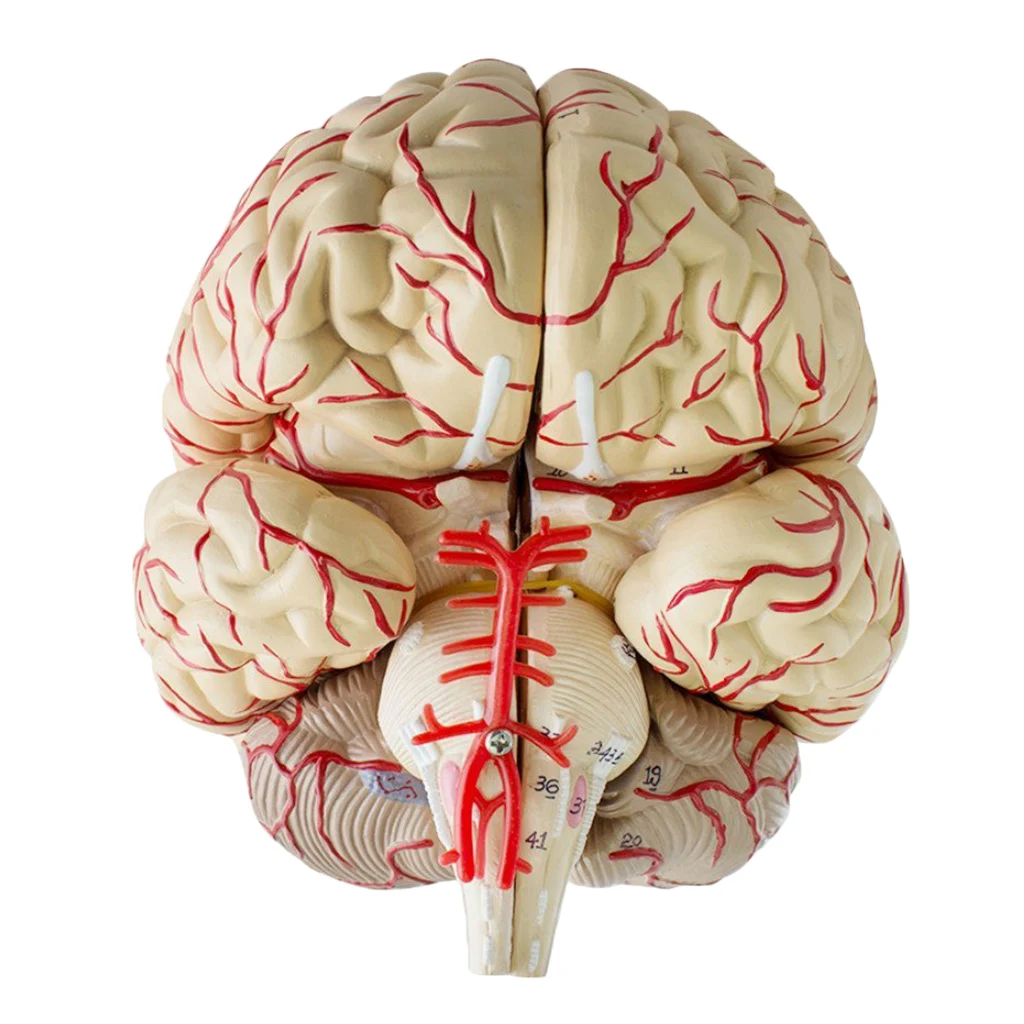 

Human Anatomical Brain Epiphysis Dissection Medical Organ Teach Model