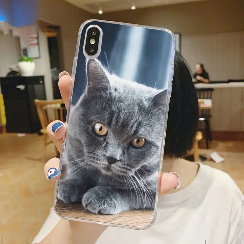 

Cute animal British Shorthair cat Phone Case Transparent soft For iphone 5 5s 5c se 6 6s 7 8 11 12 plus mini x xs xr pro max