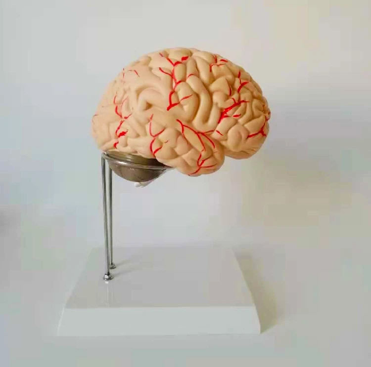 1:1 натуральную величину человека анатомическая модель мозга ствола головного