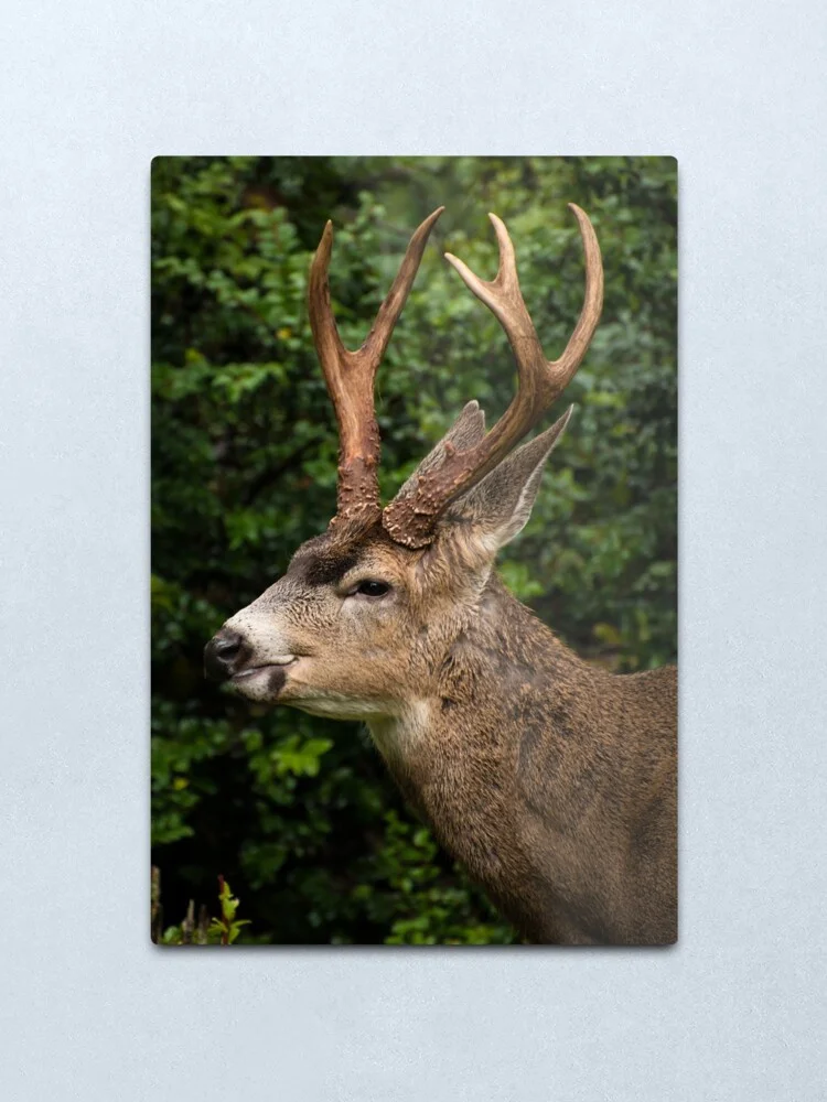 

COOL ANIMAL Metal Print Tin Sign Vintage Metal Wall Sign Plaque Retro Garage Shed Car