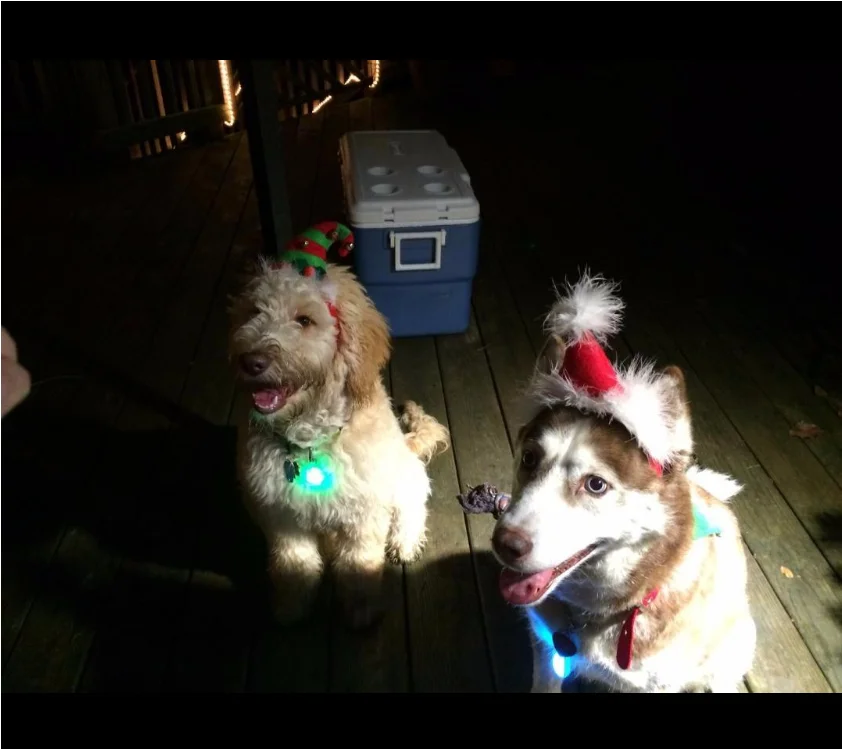 Pet Dog Cat светодиодный ночник клип-на безопасности брелок в виде ошейника подвесной светильник лампа безопасности ошейник для переноски собак