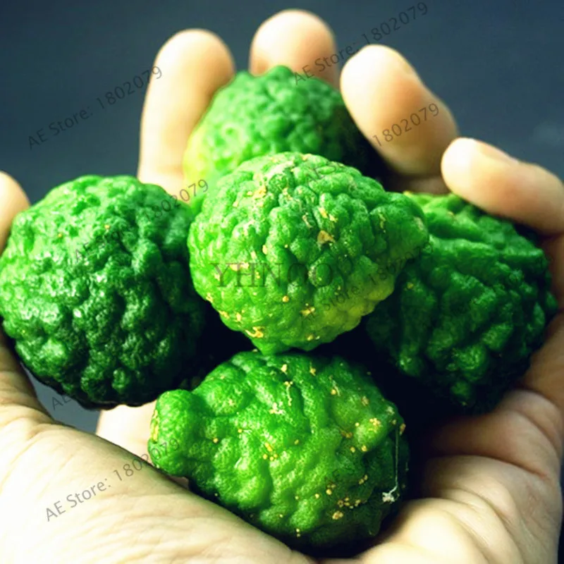 50 шт./пакет лаймовой карликовые деревья, вкусный горшок органические фрукты завод(соковыжималка для цитрусовых Aurantifolia), фруктов и принтами в виде лимонного дерева для дома и сада