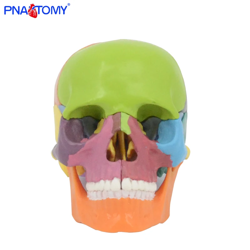 

Анатомическая модель черепа PNATOMY, цветной, разобранный, 15 шт.