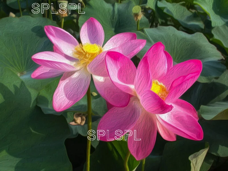 

Diamond Painting Pink Lotus Flower Square Diamond Round Diamond Decoration Customizable Wall Art Decoration for Living Room
