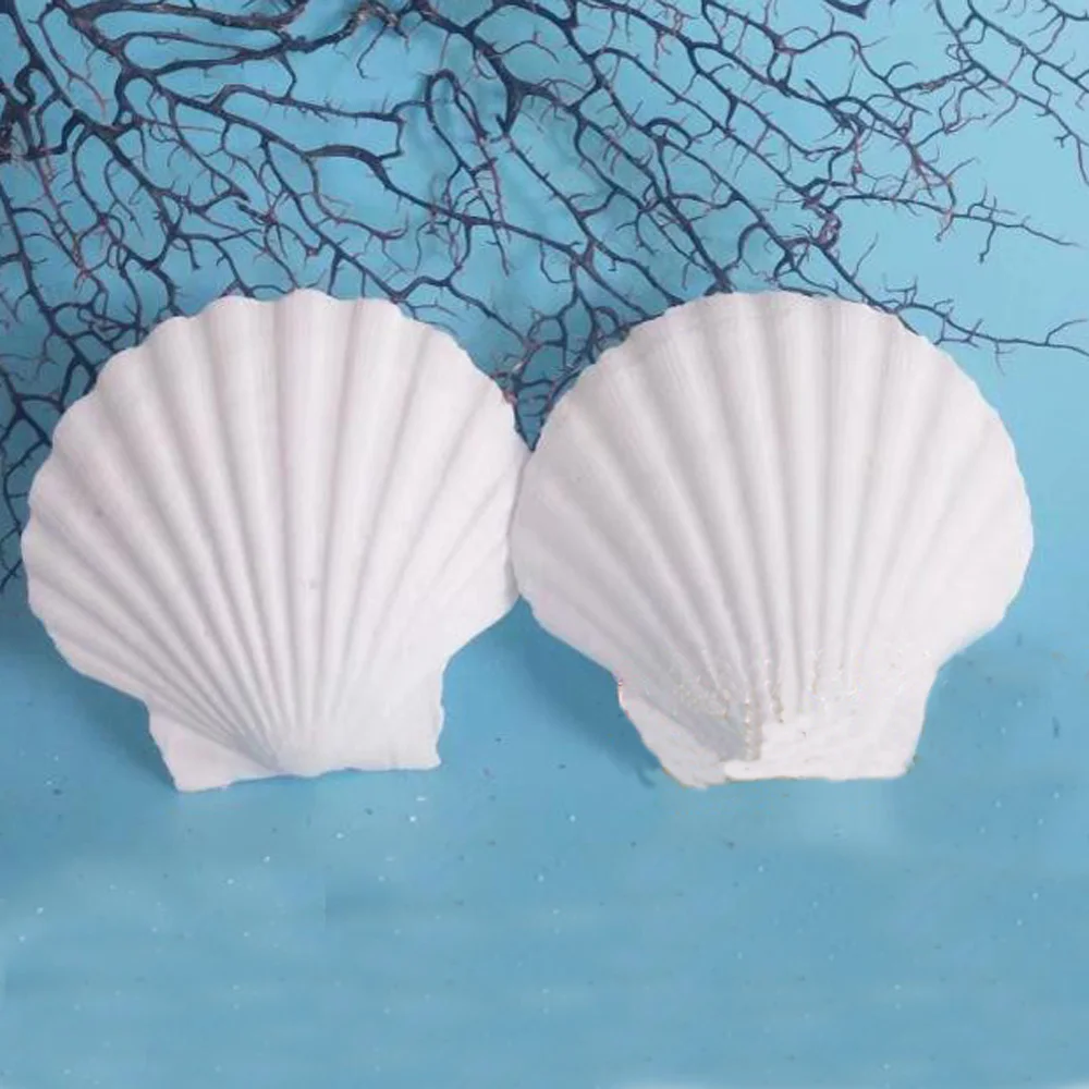 

3pcs 4-5cm small size natural white Conch sea shell white scallop shell for fish tank decoration or gift