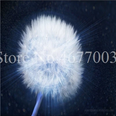 Taraxacum монгольский цветок бонсай, Одуванчик красивый монгольский Одуванчик бонсай Diy товары для домашнего сада травяные плантации 100 шт - Цвет: 100pcs10