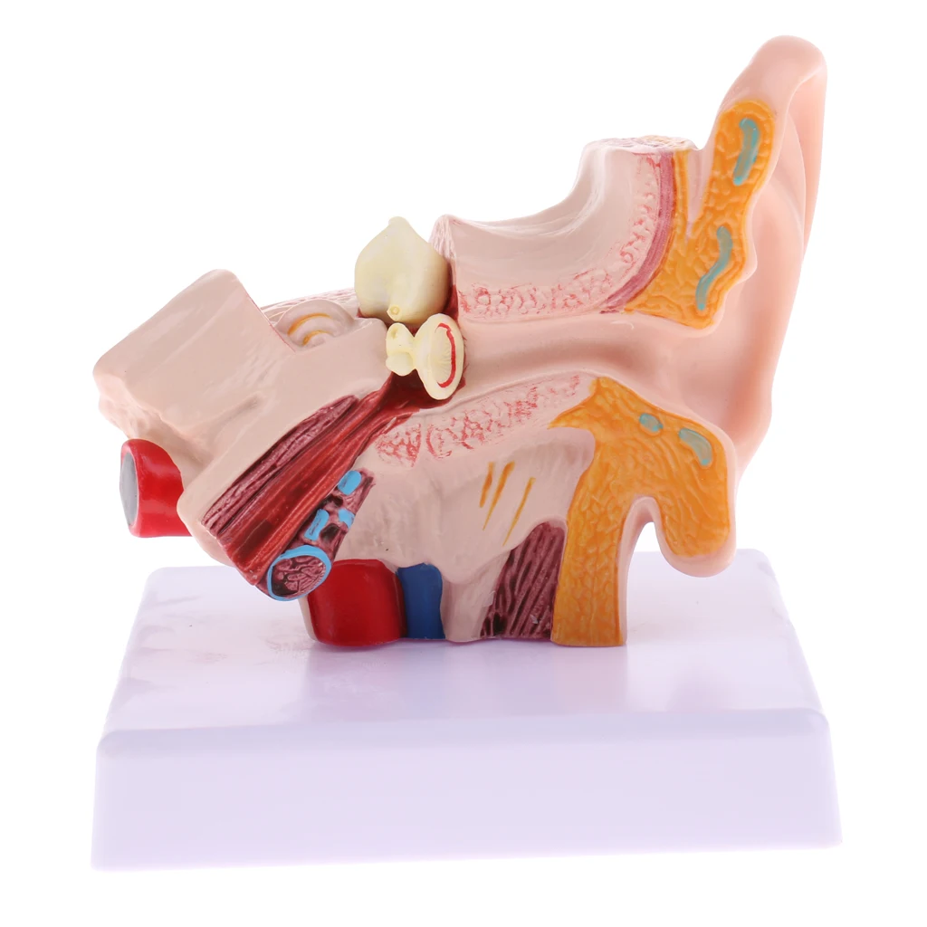 

Magnification 1.5x Human Ear Joint Outer, Middle, Inner Ear Model for Anomic