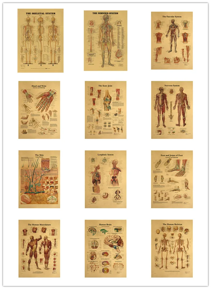 Анатомический набор плакатов 12 шт. мышечная скелетная лимфатическая нервная
