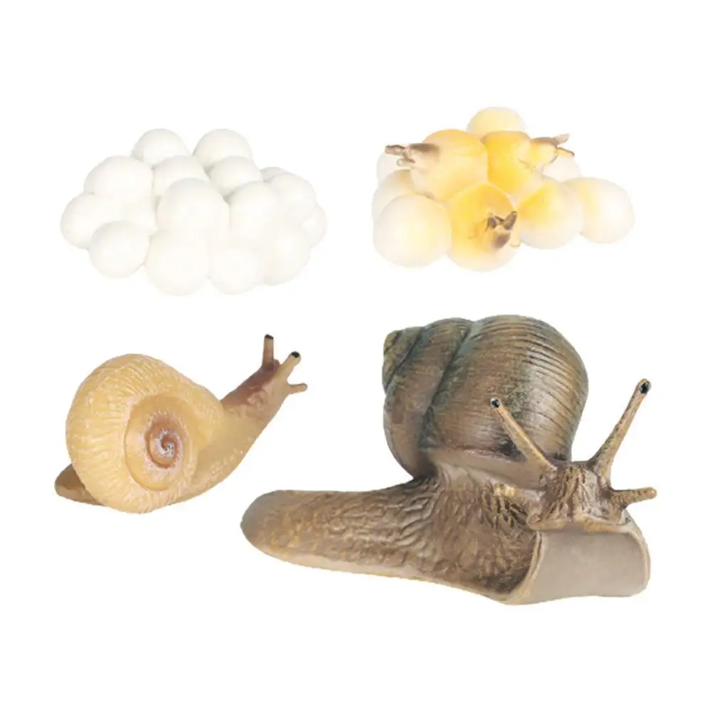 

Realistic Snail Growth Cycle Collection Educational Toys For Kid Birthday Garden Gift Toy Home Decoration Simulation H2G4