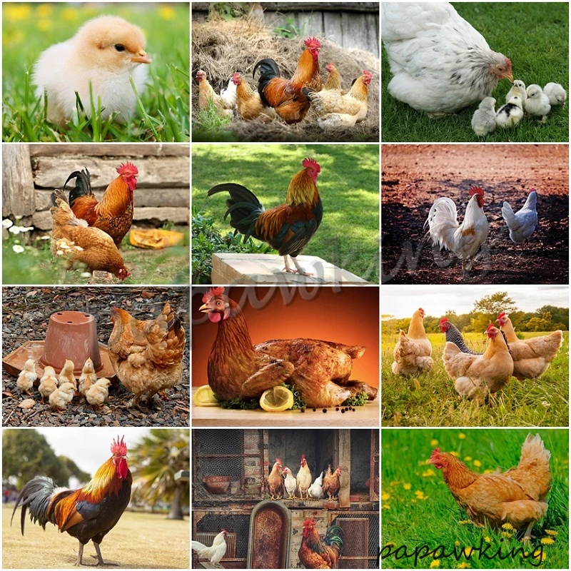 5d-ферма бриллиантовая искусственная птица новинка природа для кур птиц Полный