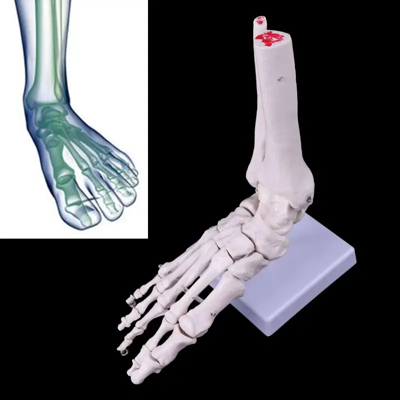 

Life size Foot Ankle Joint Anatomical Skeleton Model Medical Display Study Tool Medical Science Stationery for School