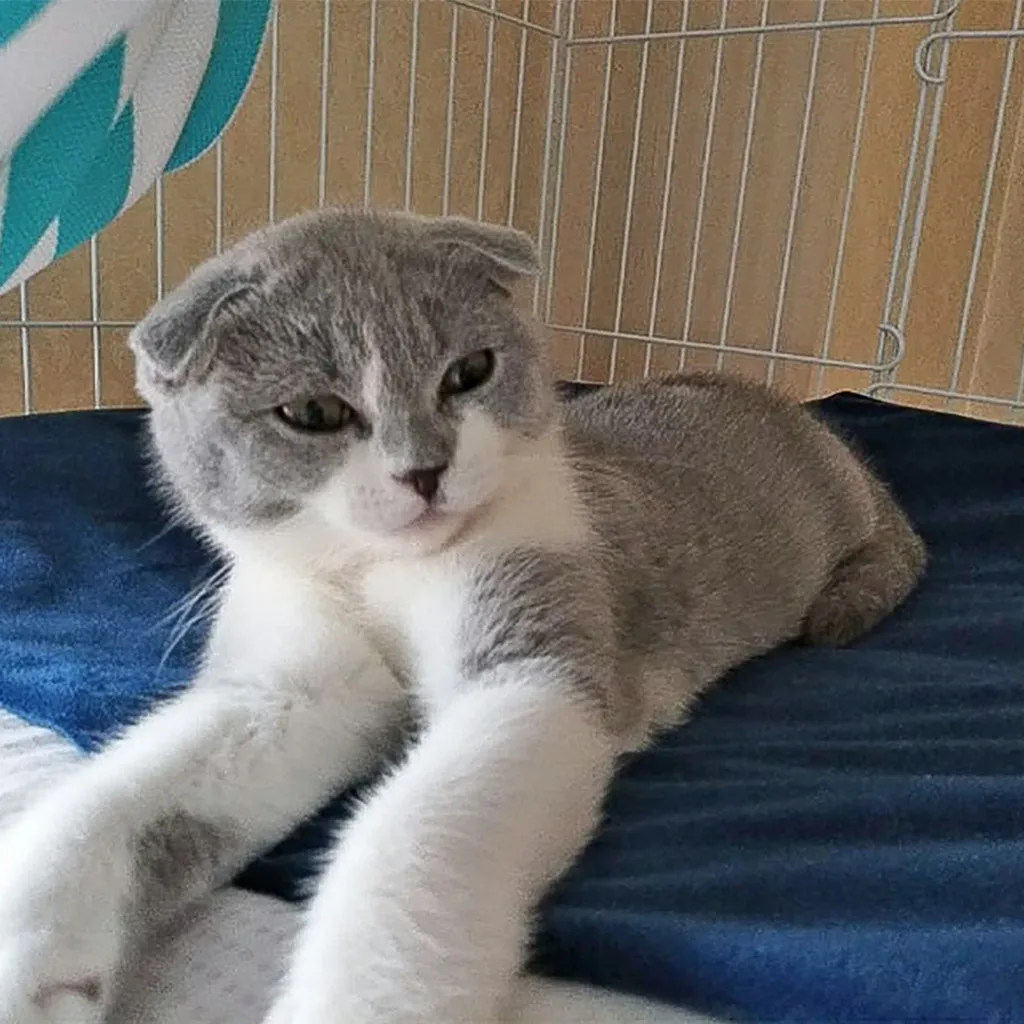 

New Waterproof Pet Heated Pad Bed Cat Dog Warmer Electric Heating Mat Cushion Electric Blanket Blanket Bule Solid Color 19Dec25