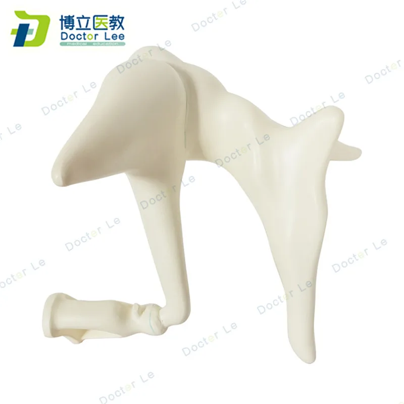 Human ear bones anatomy modle enlarged model of ossicle for medical teaching and learning | Канцтовары для офиса и дома