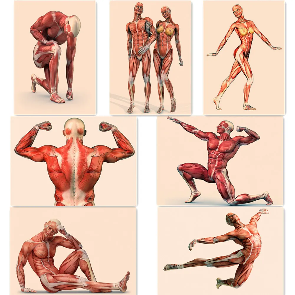 

Human Muscular System Vintage Poster Wallpaper Wall Art Retro Matte Kraft Paper Print Painting Sticker Artwork Wall Decoration 1