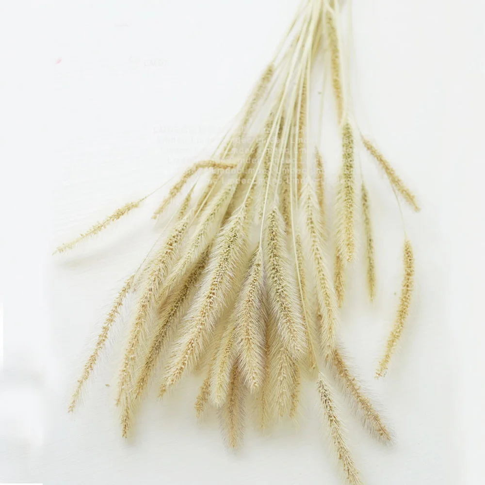 

50pcs dried natural flower bouquets raw color Lagurus ovatus bouquets&Uraria picta&dried rabbit tail grass flower bouquets