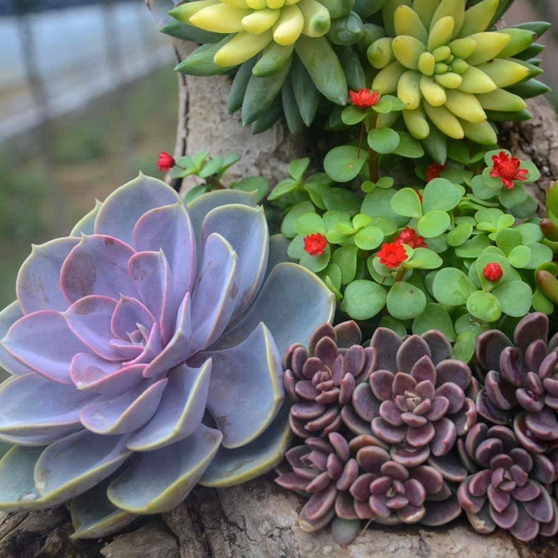 Набор садовый с сумкой-органайзером набор ручных инструментов для домашнего