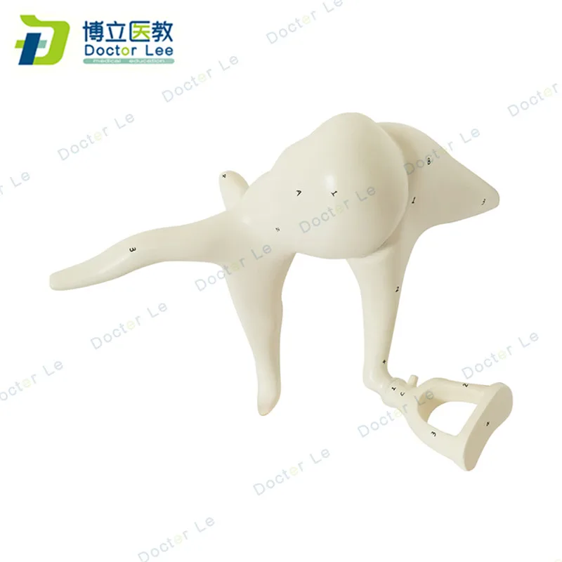 Human ear bones anatomy modle enlarged model of ossicle for medical teaching and learning | Канцтовары для офиса и дома