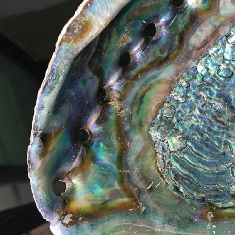 13-18 см натуральный Abalone Shell неполированный мыльница раковины творческие ювелирные изделия получает мыльница шалфей горшок для оформления дома подарок