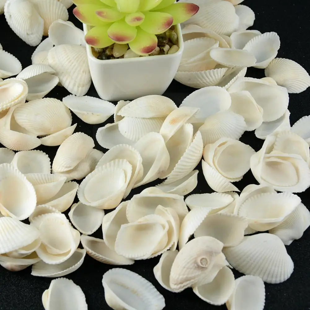 

30/50pcs Bag Nature White Small Conch Nature Decor Natural Screw Wall S Jewelry Corn Decoration Craft Conch Conc G8x7