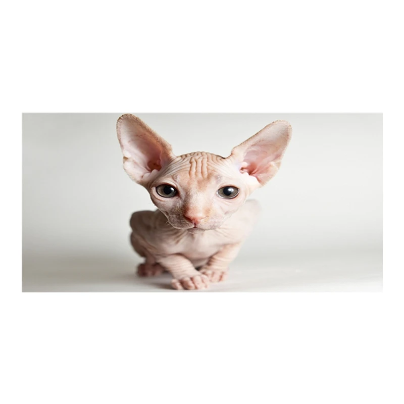 

Cute Sphynx Cat Kitten Beach Bath Swimming Pool Towel Sphynx Cat Breed Photo Travel Towel Microfibre Birthday Gifts 70X