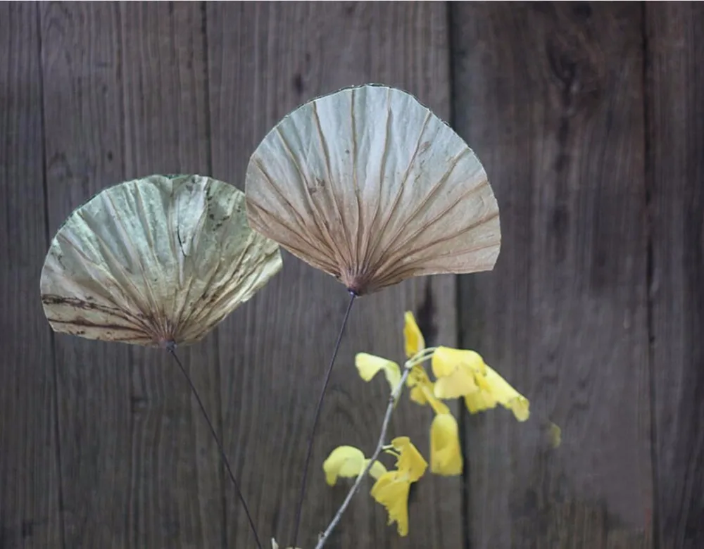 5 шт. веерообразная натуральный листья лотоса сухих цветов для Свадебная