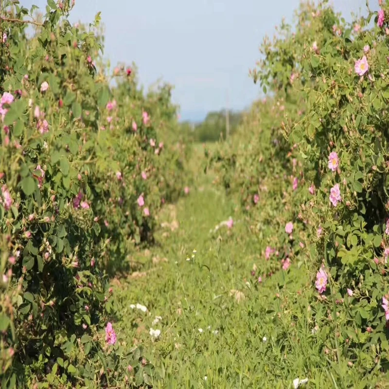 

1kg Damascus Rose Water for face,rose water spray for face, rose water bottle Anti-Aging Whitening Moisturizing