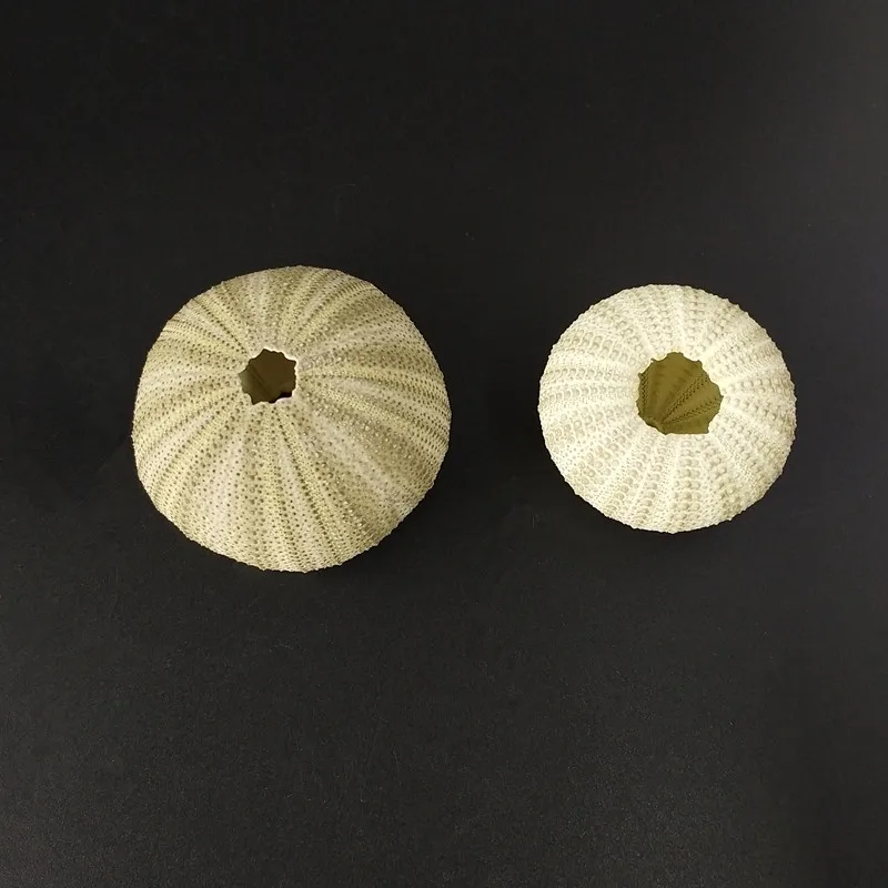 10 шт./лот натуральная маленькая зеленая морская урчина раковина морской океан