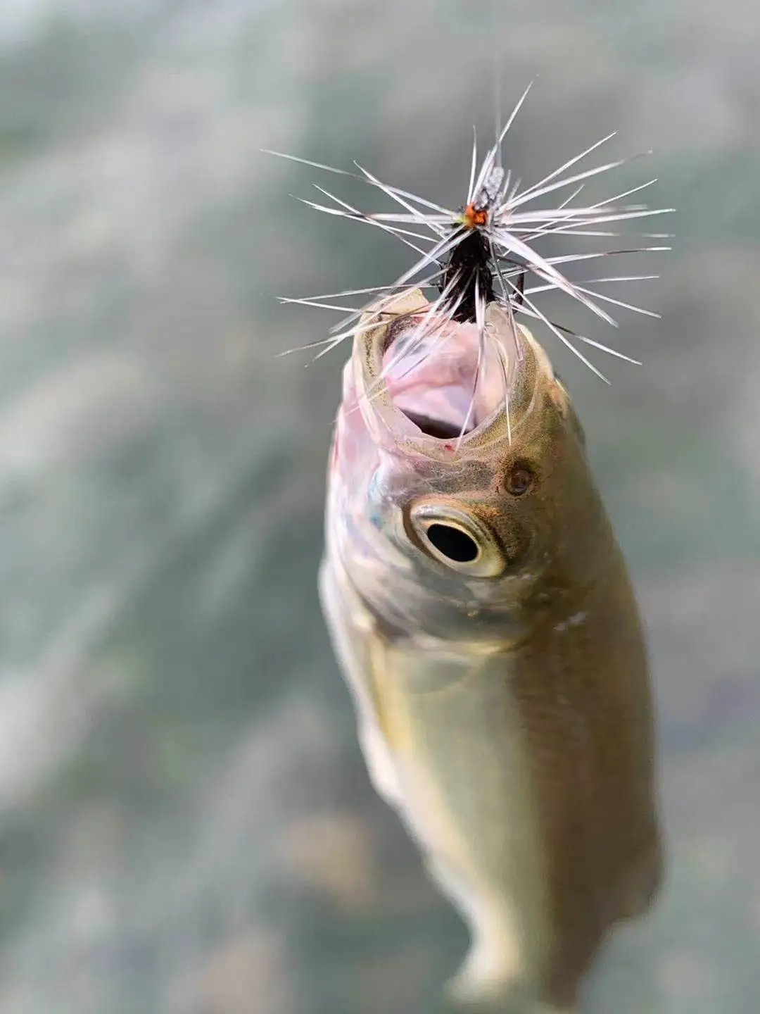 

6pcs Griffith's Gnat Midge Fly Buggy Dry Fly Trout Fly Fishing Flies Bait Size 14 16 18 20 Insects Fly