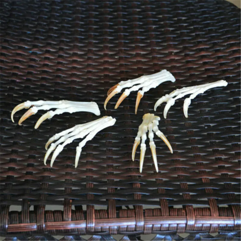 Настоящая лисица ноги сочлененные когти лапы taxidermy Подарочная Коллекция Модель