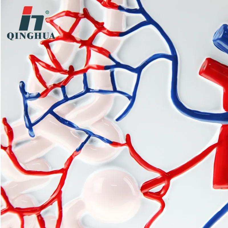 Nephron Renal Corpuscle масштабная модель человека Реалистичная почечная анатомическая