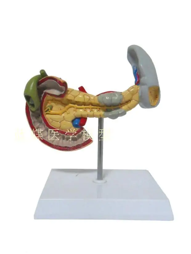 Человеческие медицинские анатомические повреждения поджелудочная селезенка и