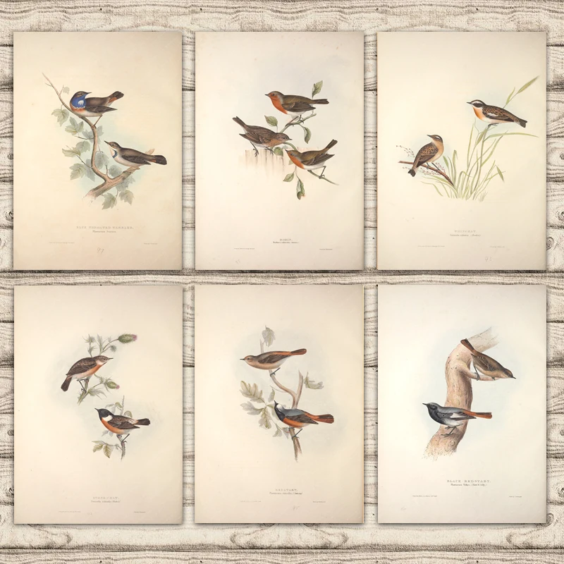 Европейские птицы черный редстарт Робин Картина на холсте ВИНТАЖНАЯ фотография