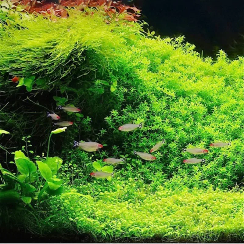 

40 Pcs Aquatic Plant Water Root Fertilizer Condensed Aquarium Fish Tank Cylinder