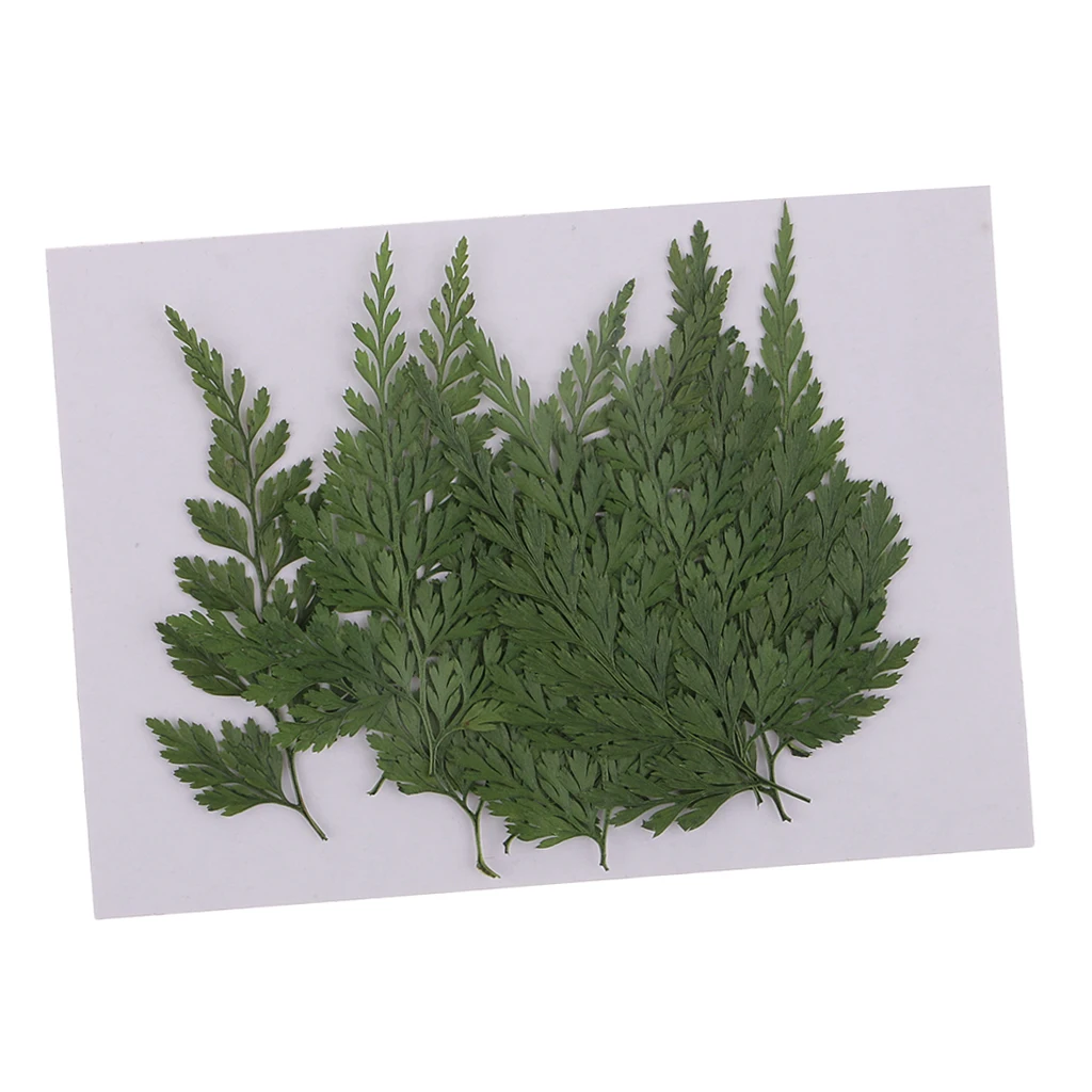 12 шт. прессованный высушенный цветы Сухой листья папоротника для DIY Искусство