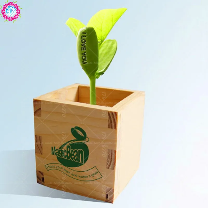 5 шт./пакет артефакт волшебные бобы зеленые горшечные| |