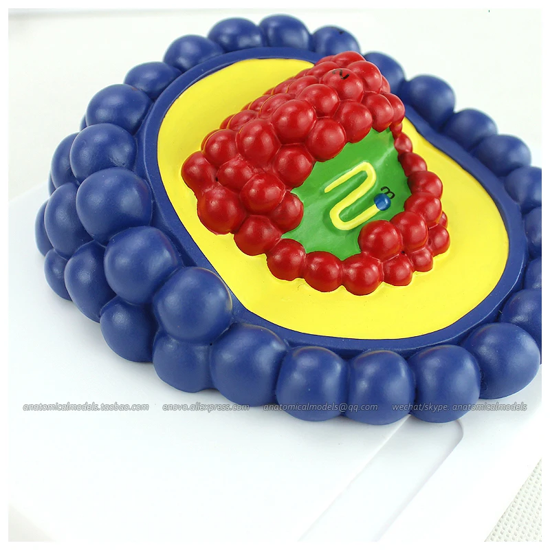 12554 / Microbiology AIDS Virus Model Kit Medical Science Educational Teaching Anatomical Models | Канцтовары для офиса и дома