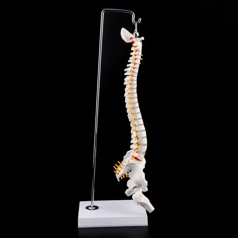 

45cm Flexible Human Spinal Column Vertebral Lumbar Curve Anatomical Model Anatomy Spine Teaching Tool N7MA