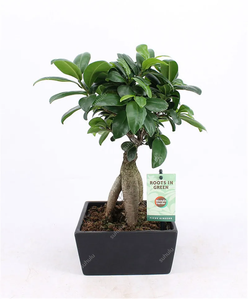 100 шт Искусственный баньян| |