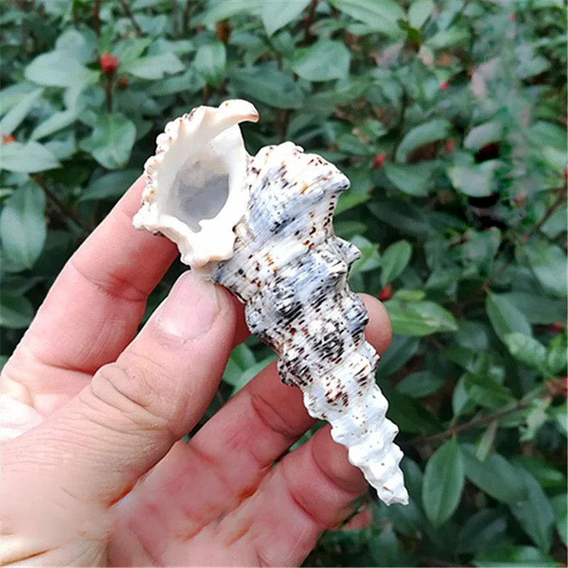 

Natural conch shells Strange tower snails European crab snails Aquarium landscaping decoration for fish tanks Floor window desig