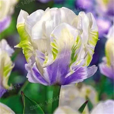 Оранжевый 100pcs Tulip flores White Blue Purple mixed color Flower plantas bonsai flower plante colorful plants for home garden - Цвет: Оранжевый