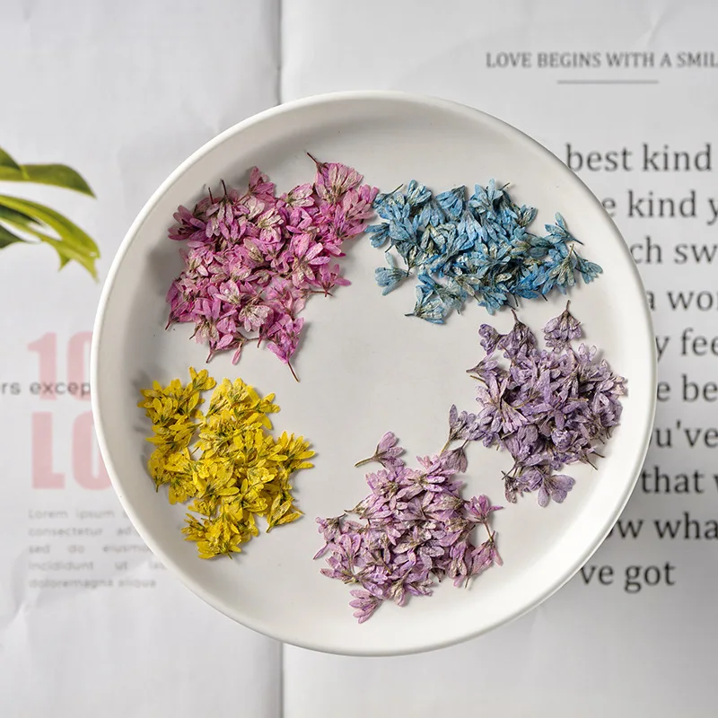 

60pcs Pressed Dried Flower Chloris virgata Sw Herbarium For Bookmark Prop Jewelry Postcard Invitation Card Phone Case DIY