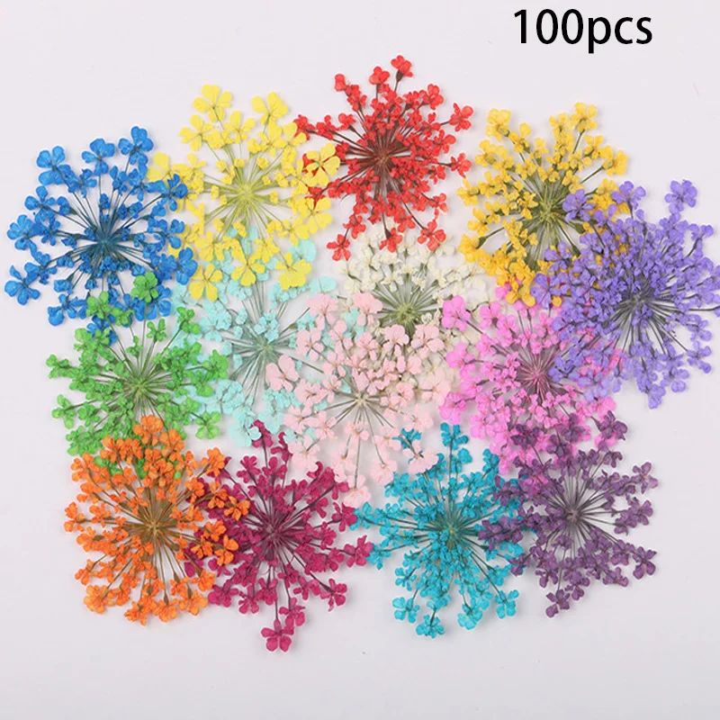 

100Pcs Pressed Dried Ammi Majus Flower Dry Plants Necklace Jewelry Making Craft DIY Accessories Artificial Flower Decorations