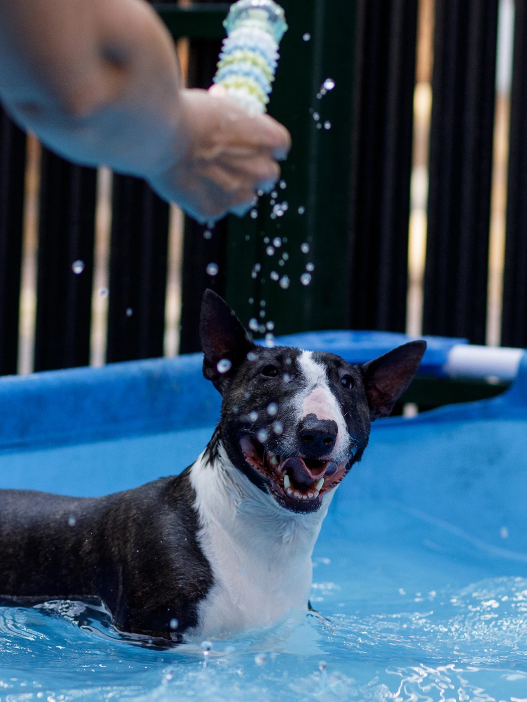 Игрушка для собак Japan Premium Pet трехступенчатая жевательная игрушка чистки зубов со