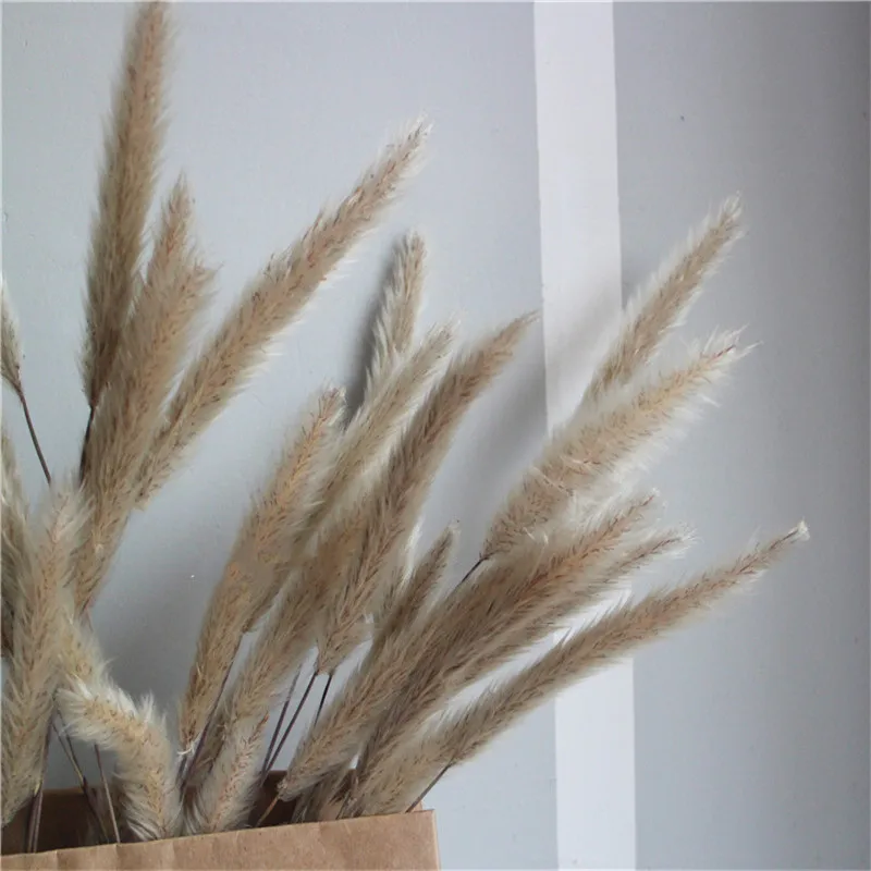 

50/100pcs Free Shipping home wedding decor flower bunch pampas grass pure natural reed grass real dried plant ornaments