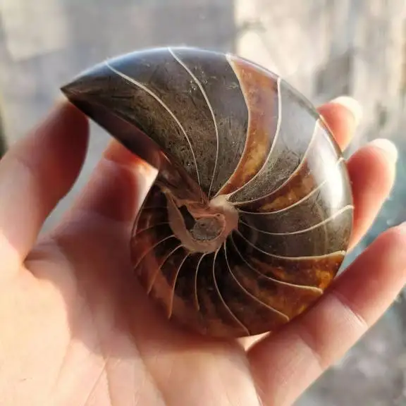 

300-320 г Природный полированный Nautilus окаменелости, аммониты камня для украшения