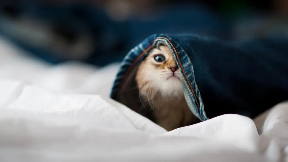 Автомобильный стерео мини Iso 6 Pin Bluetooth модуль музыкальный адаптер Aux аудио кабель