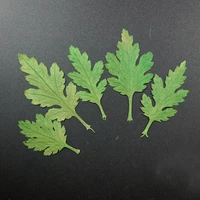 120pcs dried pressed chrysanthemum leaf leaves plant herbarium for jewelry bookmark phone case scrapbook postcard diy