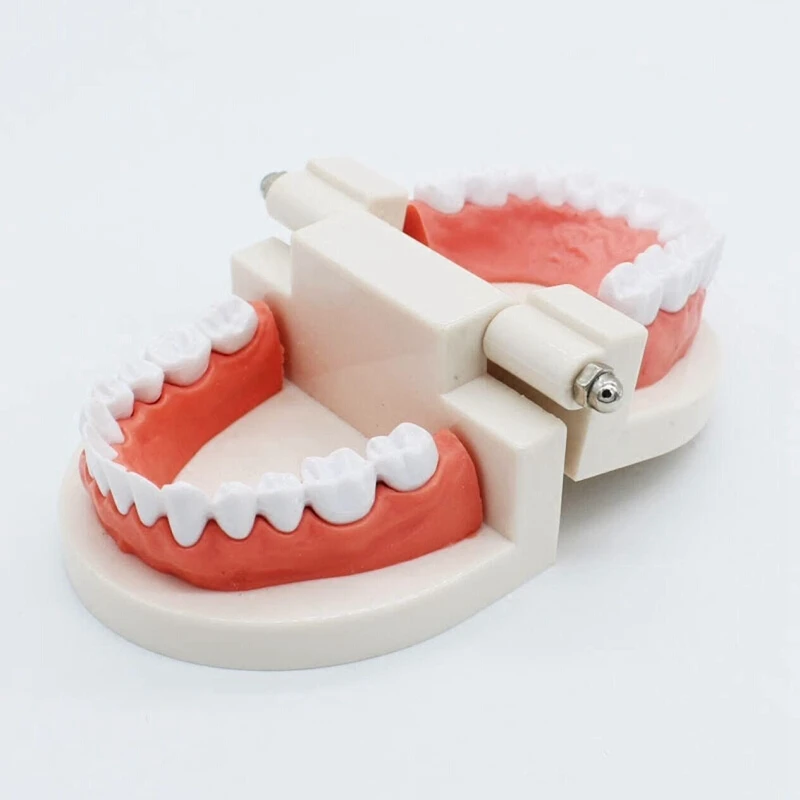Dental Standard Teeth Teaching Model Kids Denture Tooth for Student White | Красота и здоровье