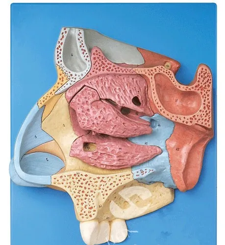 

Nasal Anatomical Model Anatomy of Nose and Paranasal Sinuses of Frontal Sinus Turbinate Mucosa Artery Olfactory Neural Model